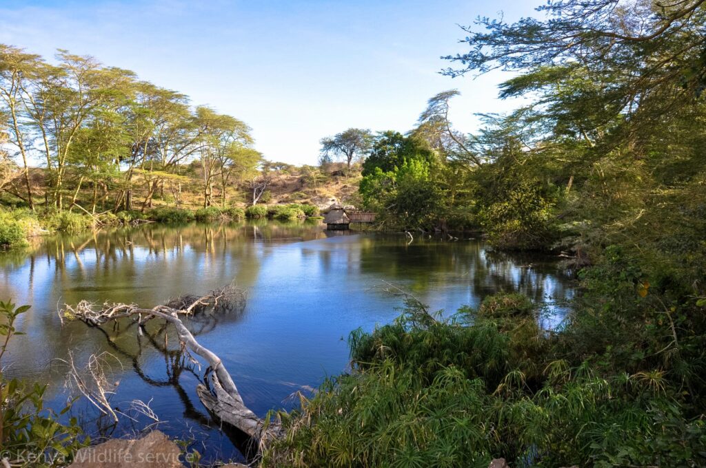 Tsavo-West-National-Park-Mzima-Springs-scaled