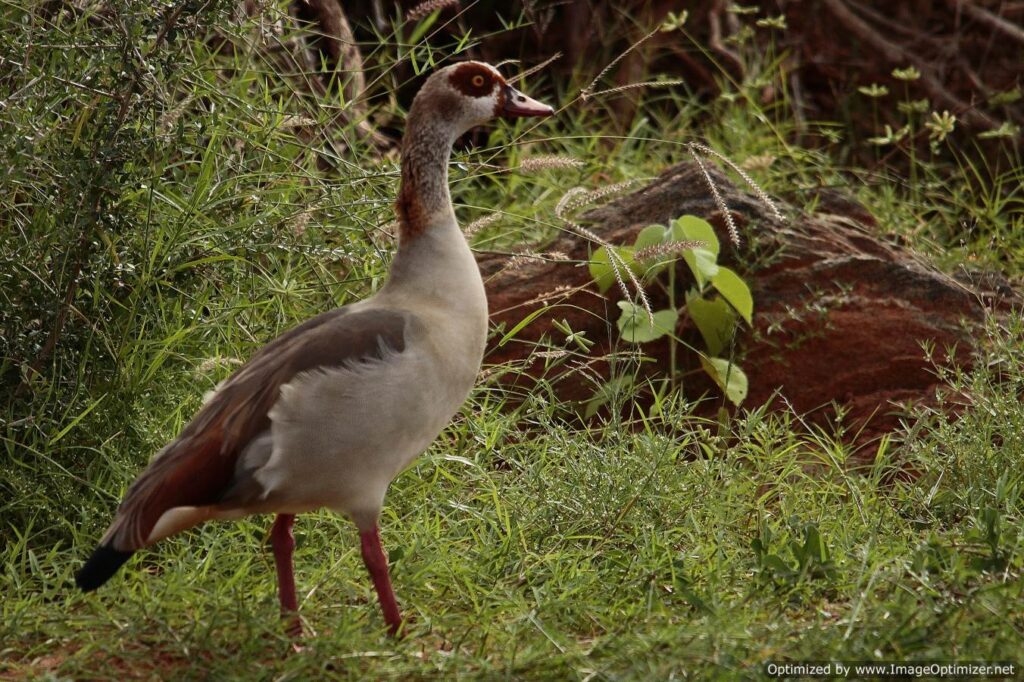 Tsavo-West-National-Park-duck