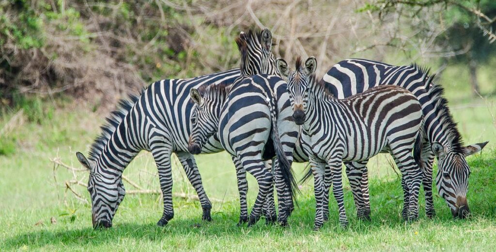 lake-Mburo-National-Park-Zebras